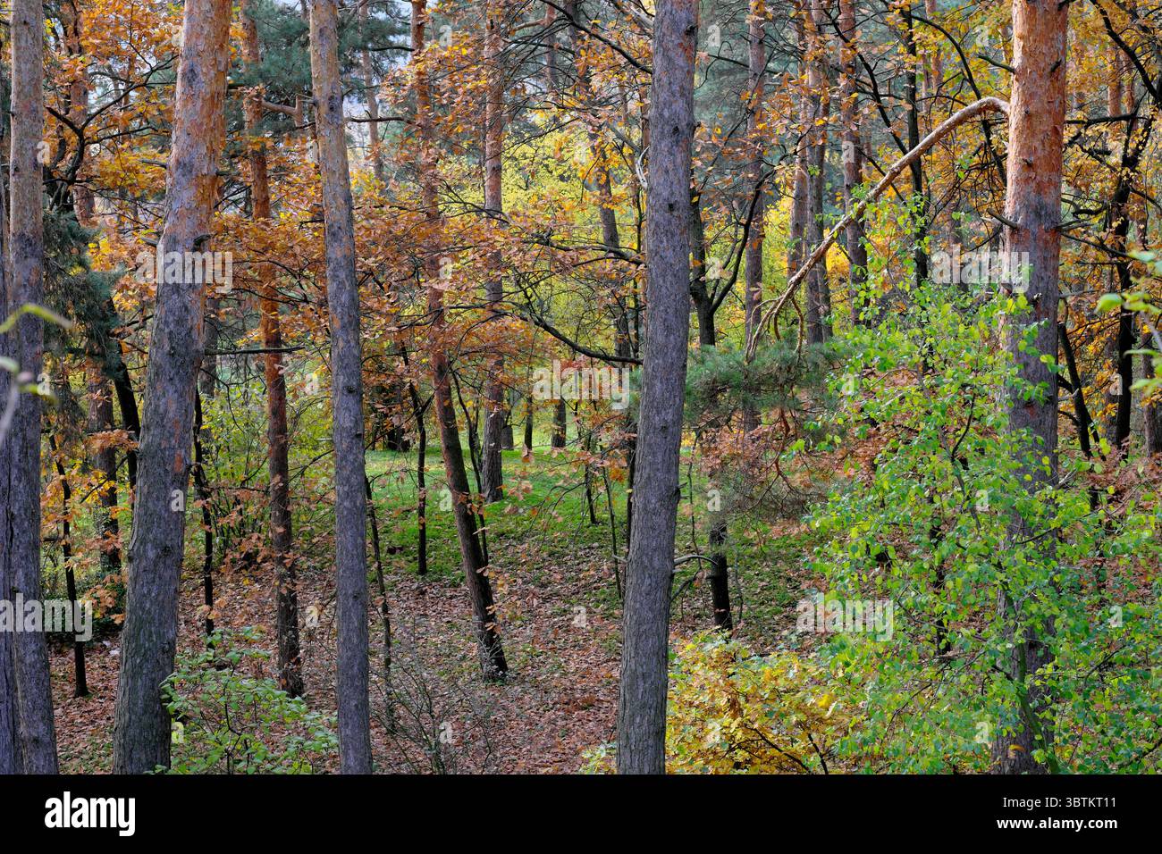 Natürliche Waldlandschaft Nadel- und Laubbäume im Spätherbst an einem sonnigen Tag Stockfoto