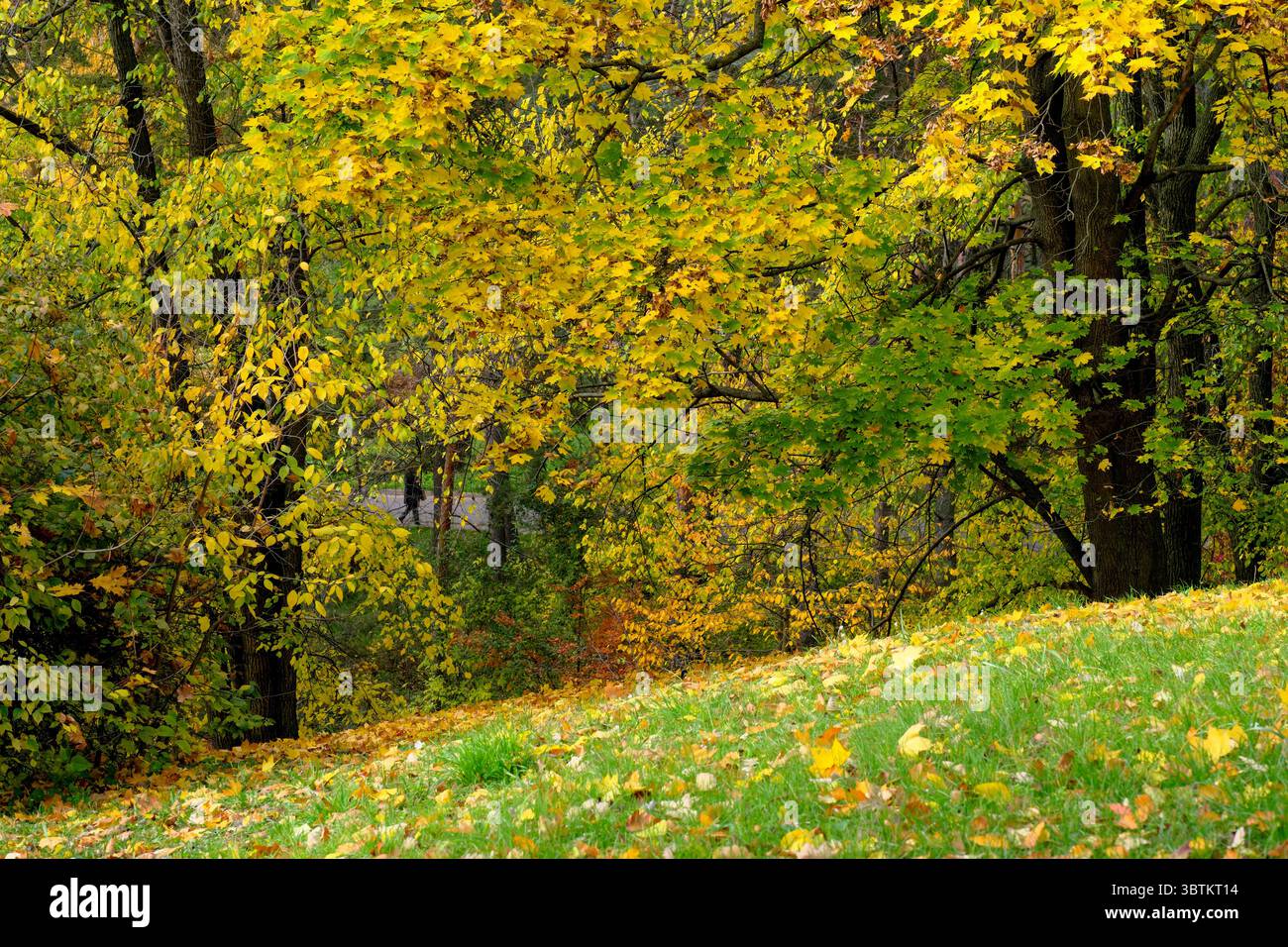 Natürliche Waldlandschaft Laubbäume im Spätherbst an einem sonnigen Tag Stockfoto