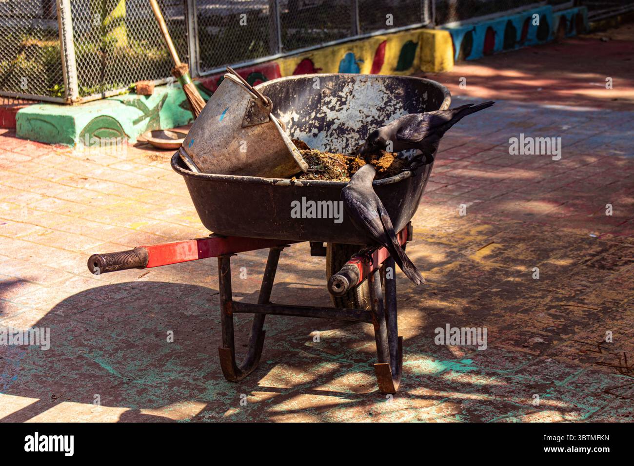 Eine Krähe, die auf dem Gelände des Zoos nach Essen sucht Stockfoto