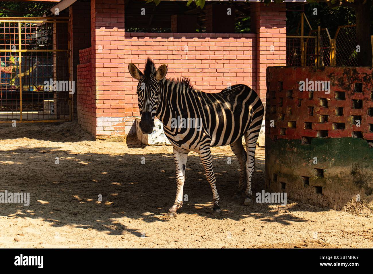 Ein Zebra steht anmutig im Schatten des Chattogram Zoo. Stockfoto