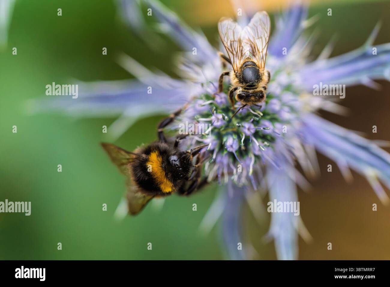 Eine atemberaubende Nahaufnahme einer Hummel, die fleißig Pollen aus einer lebendigen, wunderschönen Blume sammelt Stockfoto