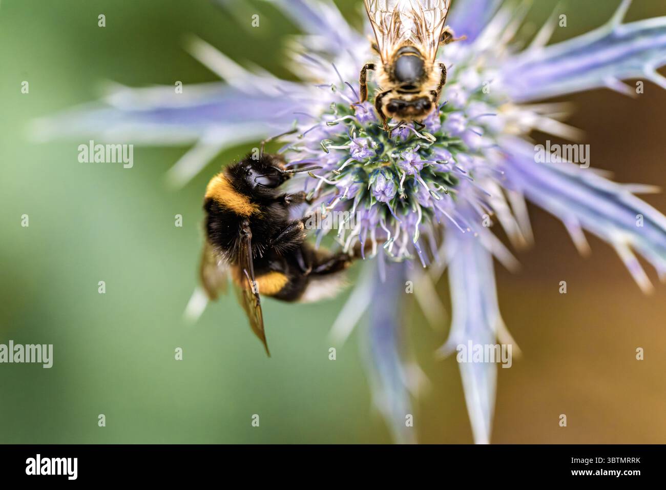 Eine atemberaubende Nahaufnahme einer Hummel, die fleißig Pollen aus einer lebendigen, wunderschönen Blume sammelt Stockfoto
