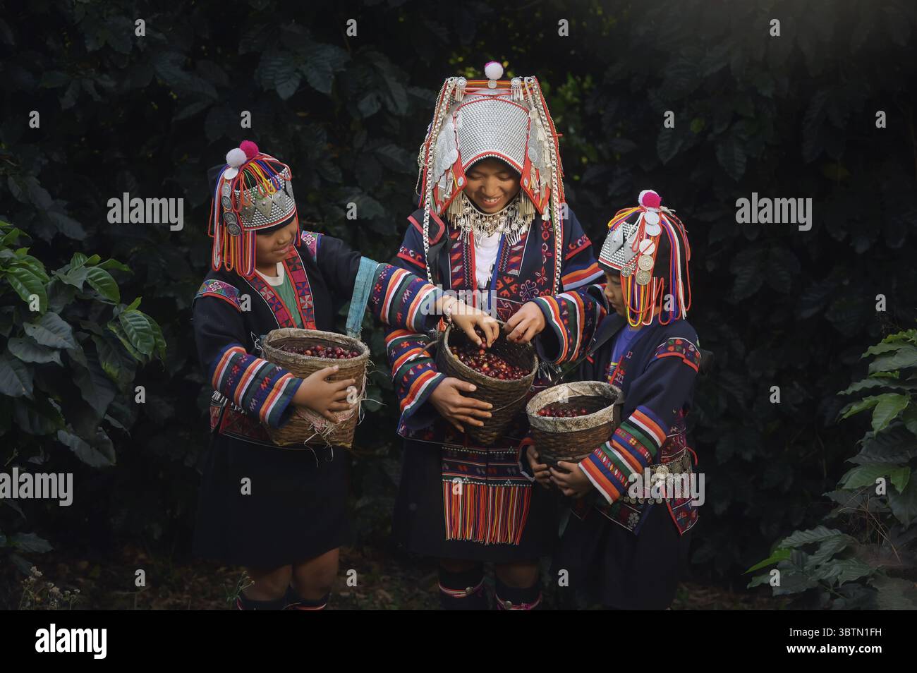 Junge Akha-Frau, Teenager und Jugendliche in traditioneller Kleidung, die Arabica-Kaffeebohnen pflückt, Thailand Stockfoto