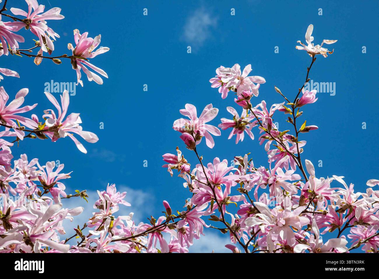 Rosafarbene Blüten der Magnolia stellen sich vor blauem Himmel im Bezirk Kallio in Helsinki, Finnland Stockfoto Rosafarbene Blüten der Magnolia stellen sich vor blauem Himmel im Bezirk Kallio in Helsinki, Finnland Stockfoto