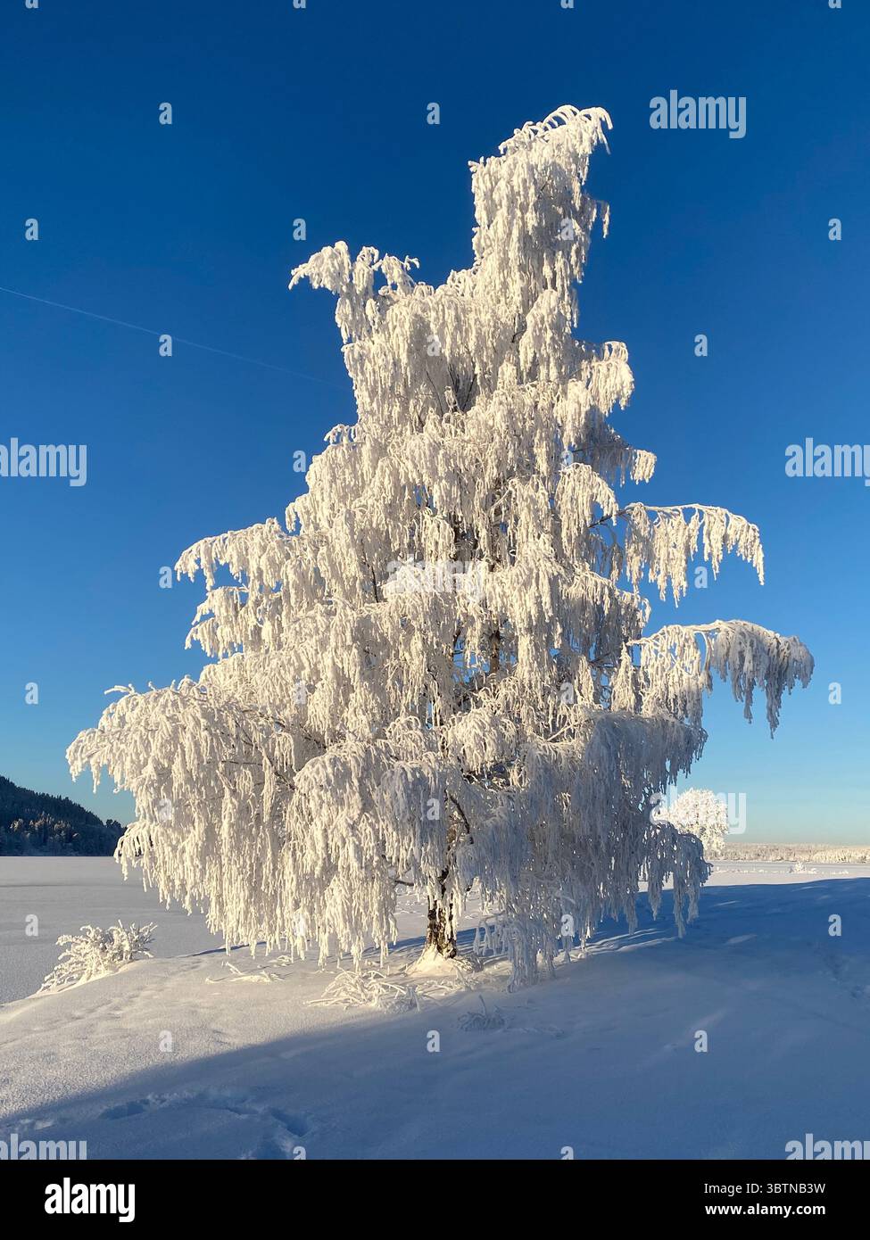 Ein majestätischer Baum, der mit Schnee bedeckt ist und hoch vor einem leuchtend blauen Himmel steht. - Smartphone-aufgenommenes Stockfoto