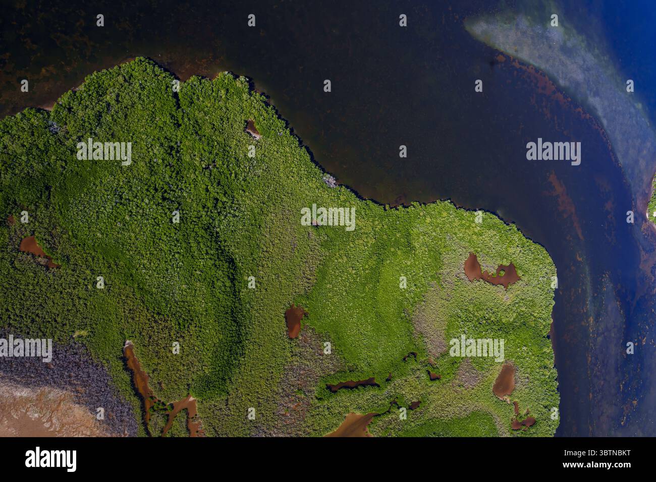 Aus der Vogelperspektive pulsierende grüne Mangroven, die auf das dunkle Wasser treffen, bilden einen atemberaubenden Kontrast zur Naturpalette, Merida, Yucatan, Mexiko. Stockfoto