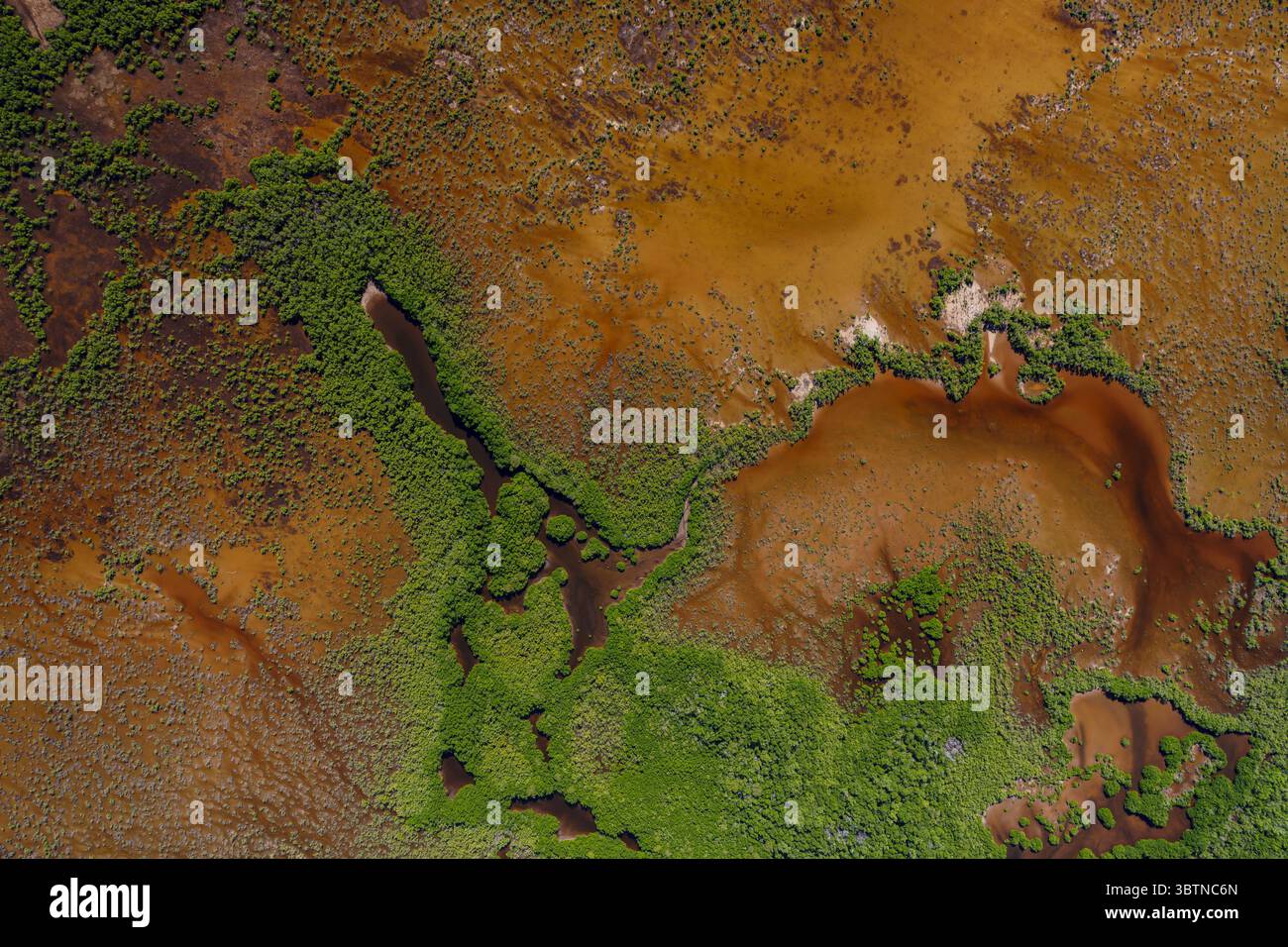 Aus der Vogelperspektive auf ein Netz von Wasserkanälen, die sich durch die kontrastreiche grüne Vegetation und das erdbraune Gelände schlängeln, Merida, Yucatan, Mexiko. Stockfoto