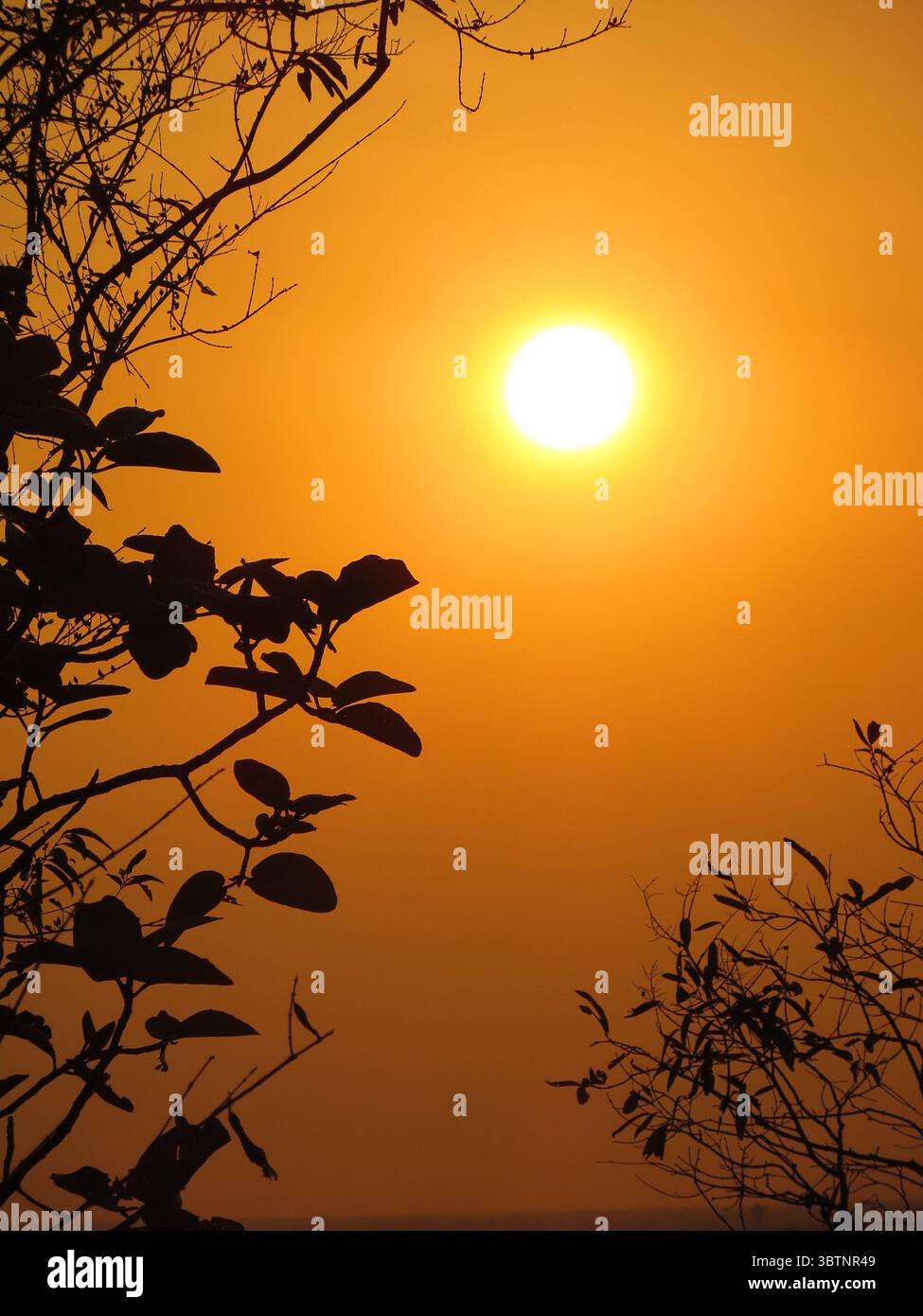 Ein atemberaubender Sonnenaufgang in Asien mit einem leuchtend orangen Himmel, die helle Sonne scheint durch zarte Silhouetten von Baumästen, die eine friedliche und warme Atmosphäre schaffen Stockfoto