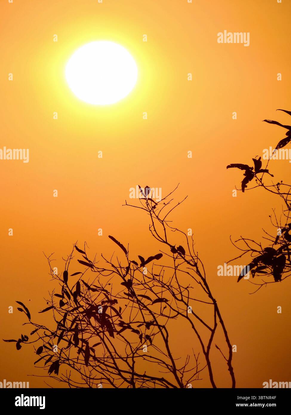 Asiatischer Sonnenaufgang mit leuchtendem orangefarbenem Himmel und Silhouetten von Baumzweigen Stockfoto