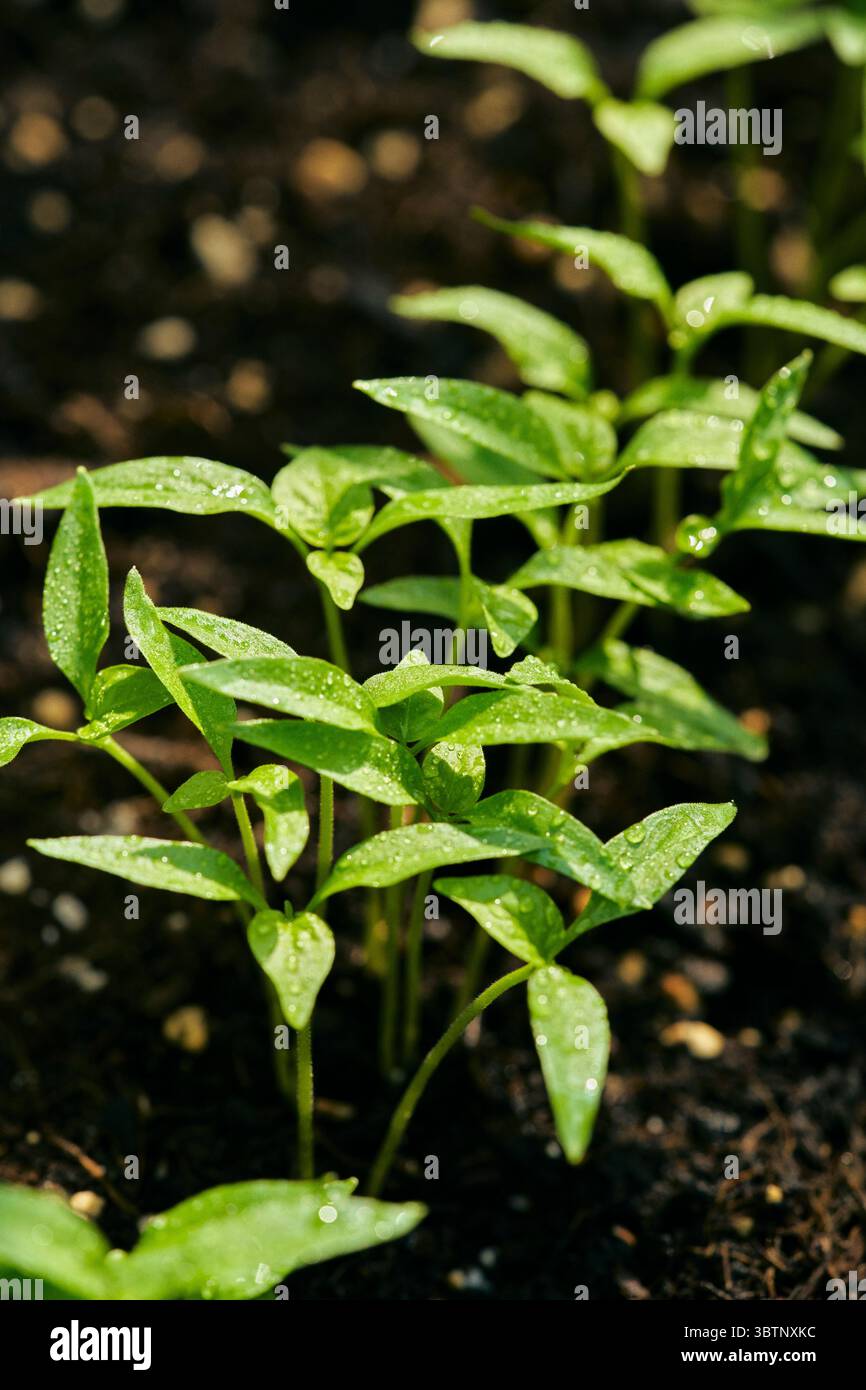Frische Regentropfen auf leuchtend grünen Blättern von Habanero-Chili-Pflanzensprossen Stockfoto