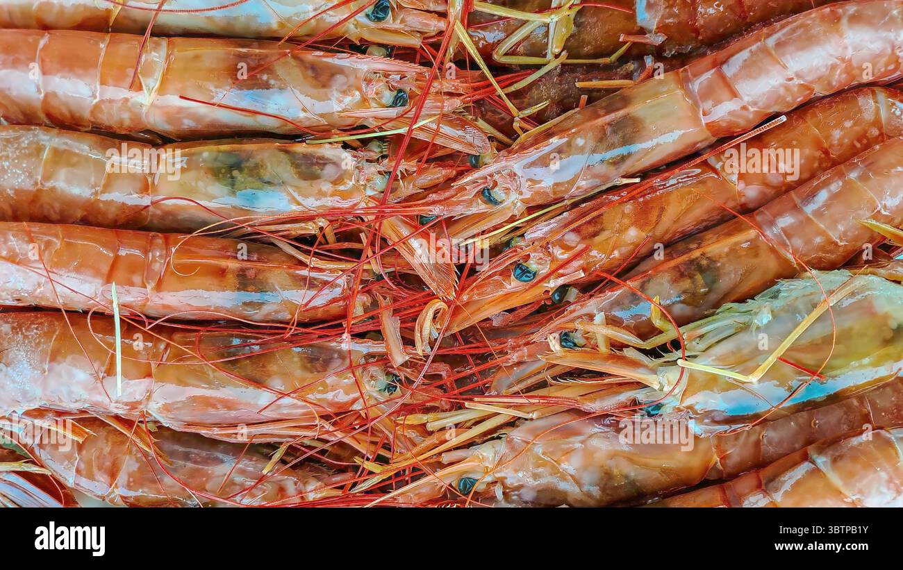 Nahaufnahme roher Garnelen mit sichtbaren Antennen und Muschelstruktur, die auf einem Fischmarkt präsentiert werden. Stockfoto