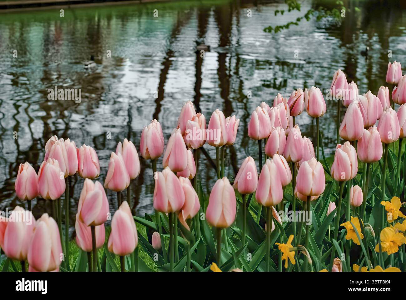 Weiche rosa Tulpen blühen im Frühling an einem ruhigen Teich, mit Reflexen von Bäumen auf der Wasseroberfläche. Stockfoto