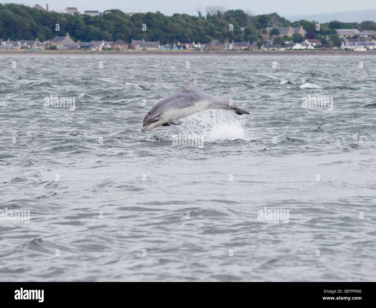 Große Tümmler (Tursiops truncatus) fotografiert von Chanonry Point im Moray Firth, Rosemarkie/Fortrose, Black Isle, Highland, Schottland, UK Stockfoto