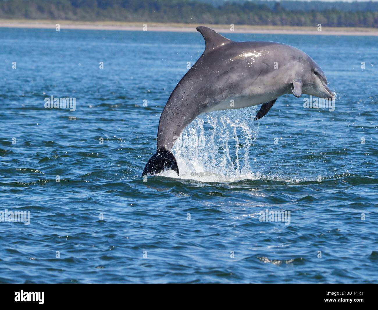 Große Tümmler (Tursiops truncatus) fotografiert von Chanonry Point im Moray Firth, Rosemarkie/Fortrose, Black Isle, Highland, Schottland, UK Stockfoto
