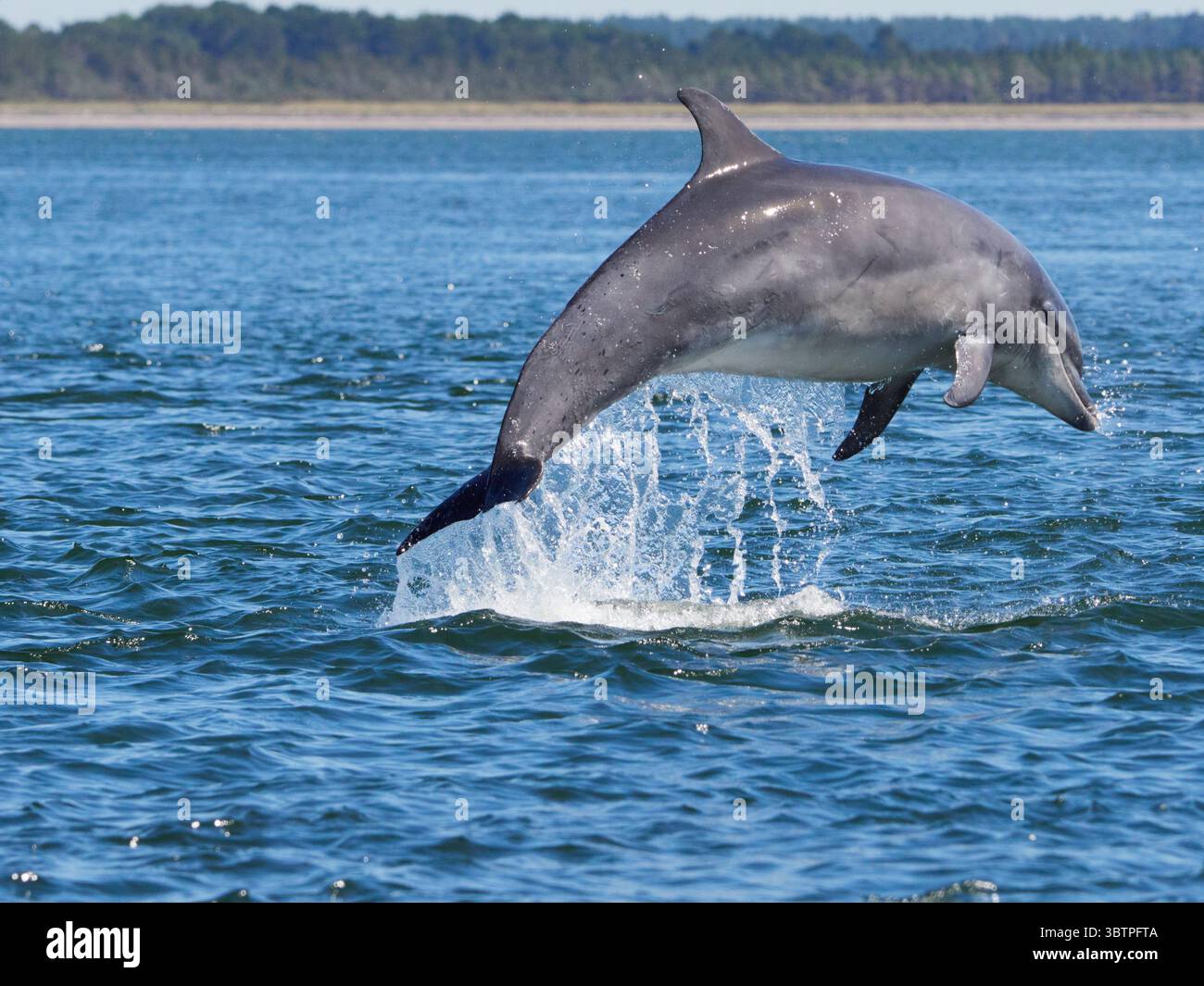 Große Tümmler (Tursiops truncatus) fotografiert von Chanonry Point im Moray Firth, Rosemarkie/Fortrose, Black Isle, Highland, Schottland, UK Stockfoto