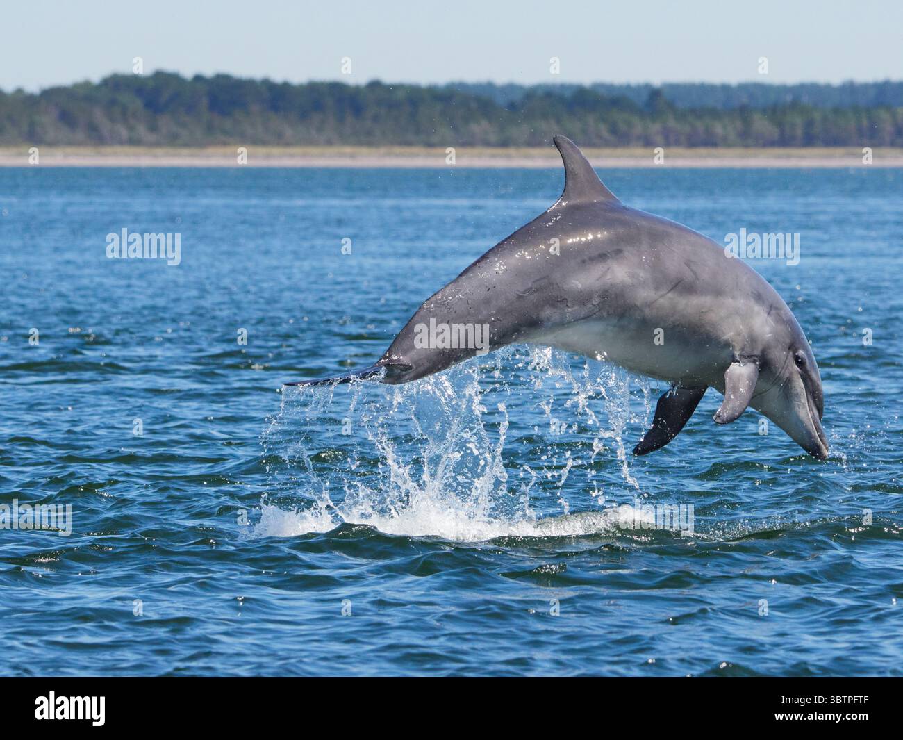 Große Tümmler (Tursiops truncatus) fotografiert von Chanonry Point im Moray Firth, Rosemarkie/Fortrose, Black Isle, Highland, Schottland, UK Stockfoto