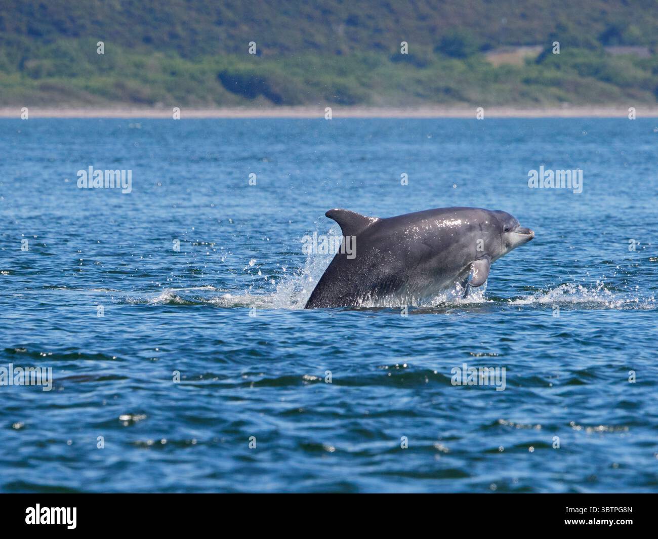 Große Tümmler (Tursiops truncatus) fotografiert von Chanonry Point im Moray Firth, Rosemarkie/Fortrose, Black Isle, Highland, Schottland, UK Stockfoto