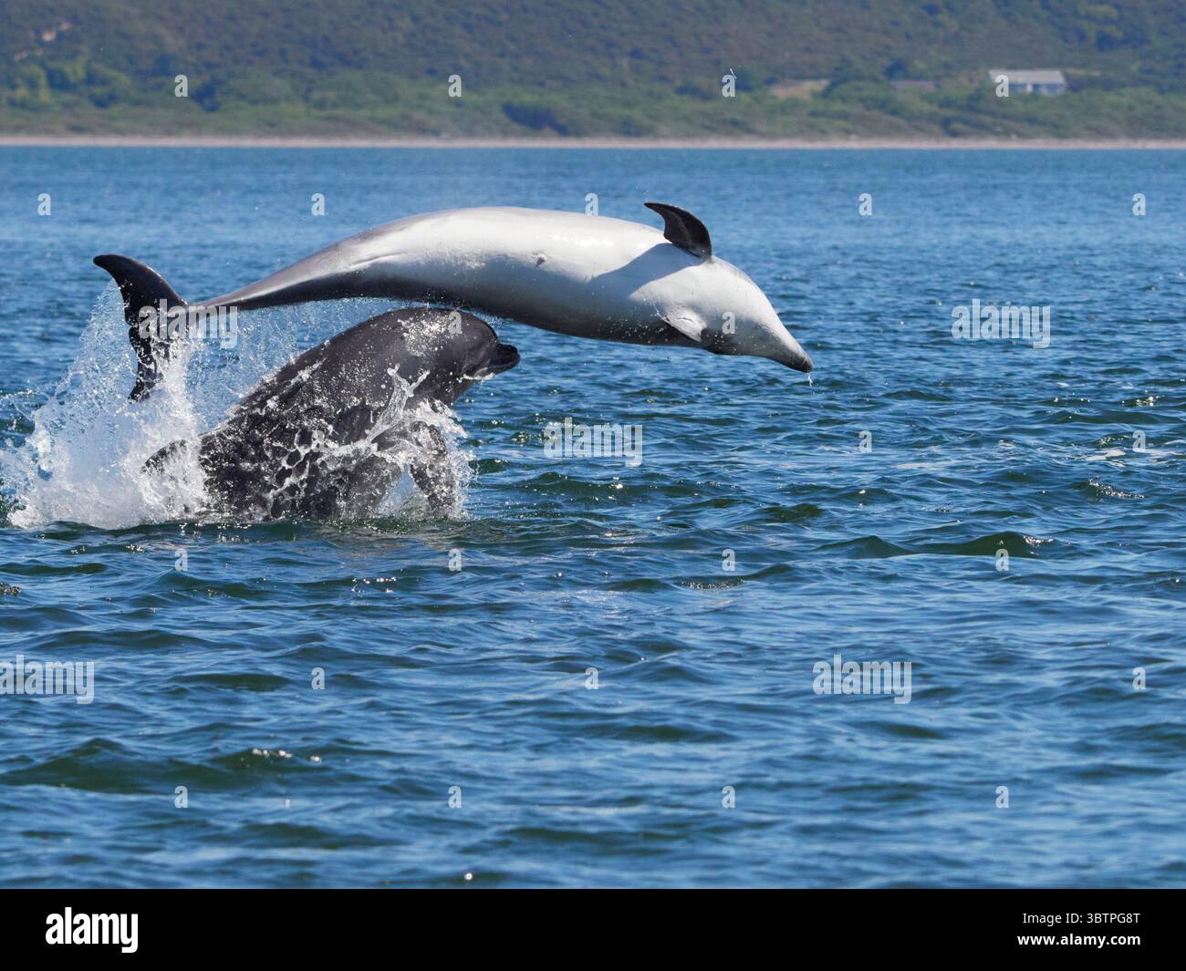 Große Tümmler (Tursiops truncatus) fotografiert von Chanonry Point im Moray Firth, Rosemarkie/Fortrose, Black Isle, Highland, Schottland, UK Stockfoto