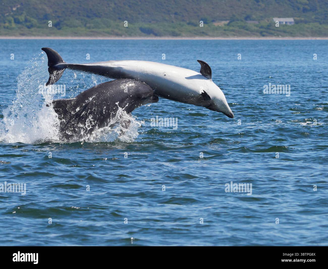 Große Tümmler (Tursiops truncatus) fotografiert von Chanonry Point im Moray Firth, Rosemarkie/Fortrose, Black Isle, Highland, Schottland, UK Stockfoto