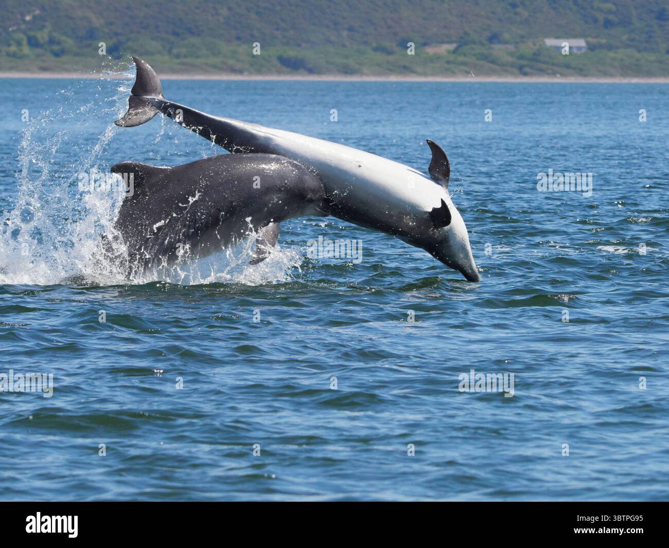 Große Tümmler (Tursiops truncatus) fotografiert von Chanonry Point im Moray Firth, Rosemarkie/Fortrose, Black Isle, Highland, Schottland, UK Stockfoto