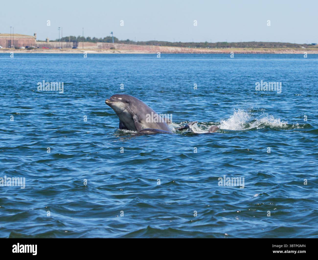 Große Tümmler (Tursiops truncatus) fotografiert von Chanonry Point im Moray Firth, Rosemarkie/Fortrose, Black Isle, Highland, Schottland, UK Stockfoto