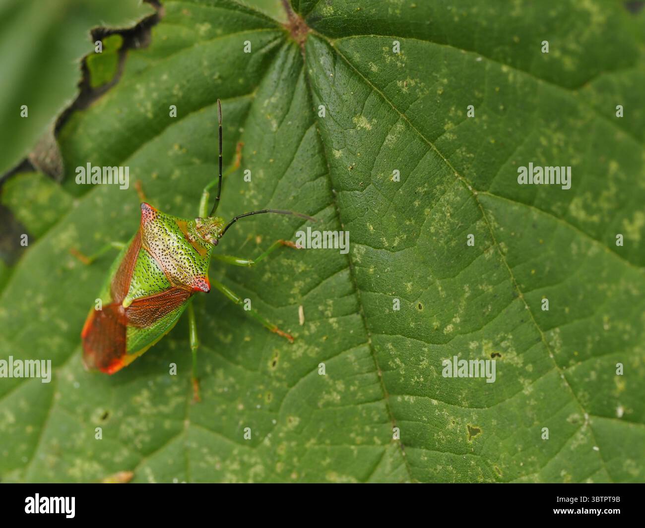 Farbenfroher Heteropteraner-Käfer auf einem grünen Blatt in natürlicher Umgebung Stockfoto