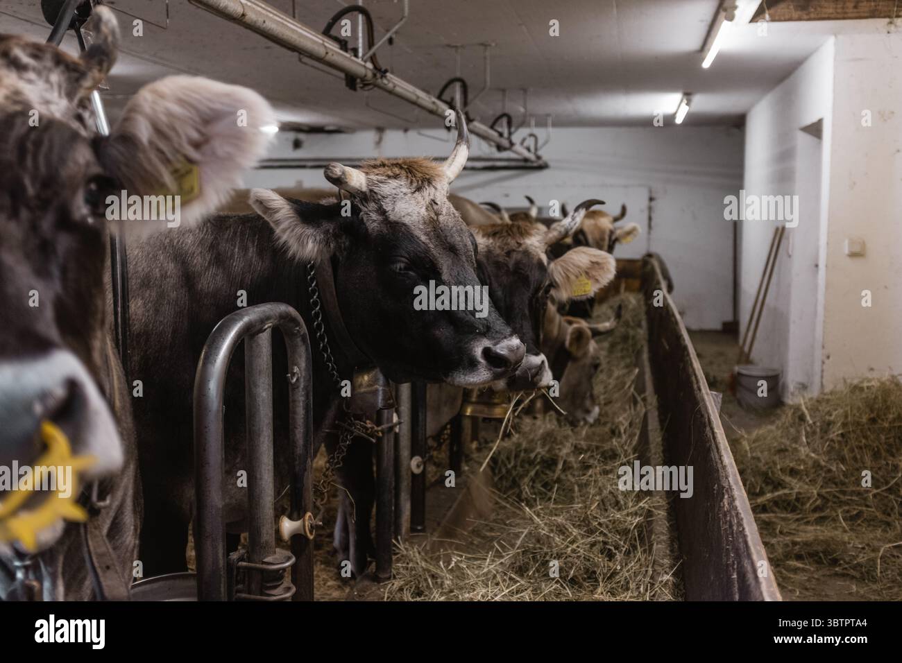 Kühe sichtbar in der Scheune, das Heu isst nebeneinander, Hirschau bei Mellau, Bregnzerwald, Voralberg, Österreich, Europa Stockfoto