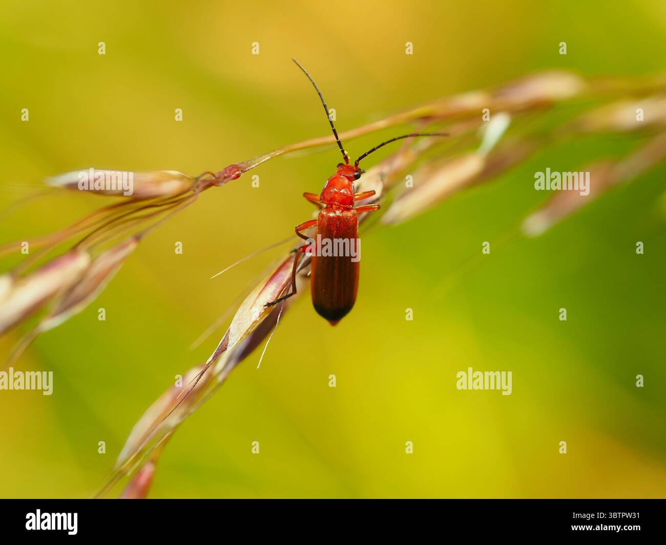 Nahaufnahme des Roten Käfers auf Grasstamm in natürlichem grünem Hintergrund Stockfoto
