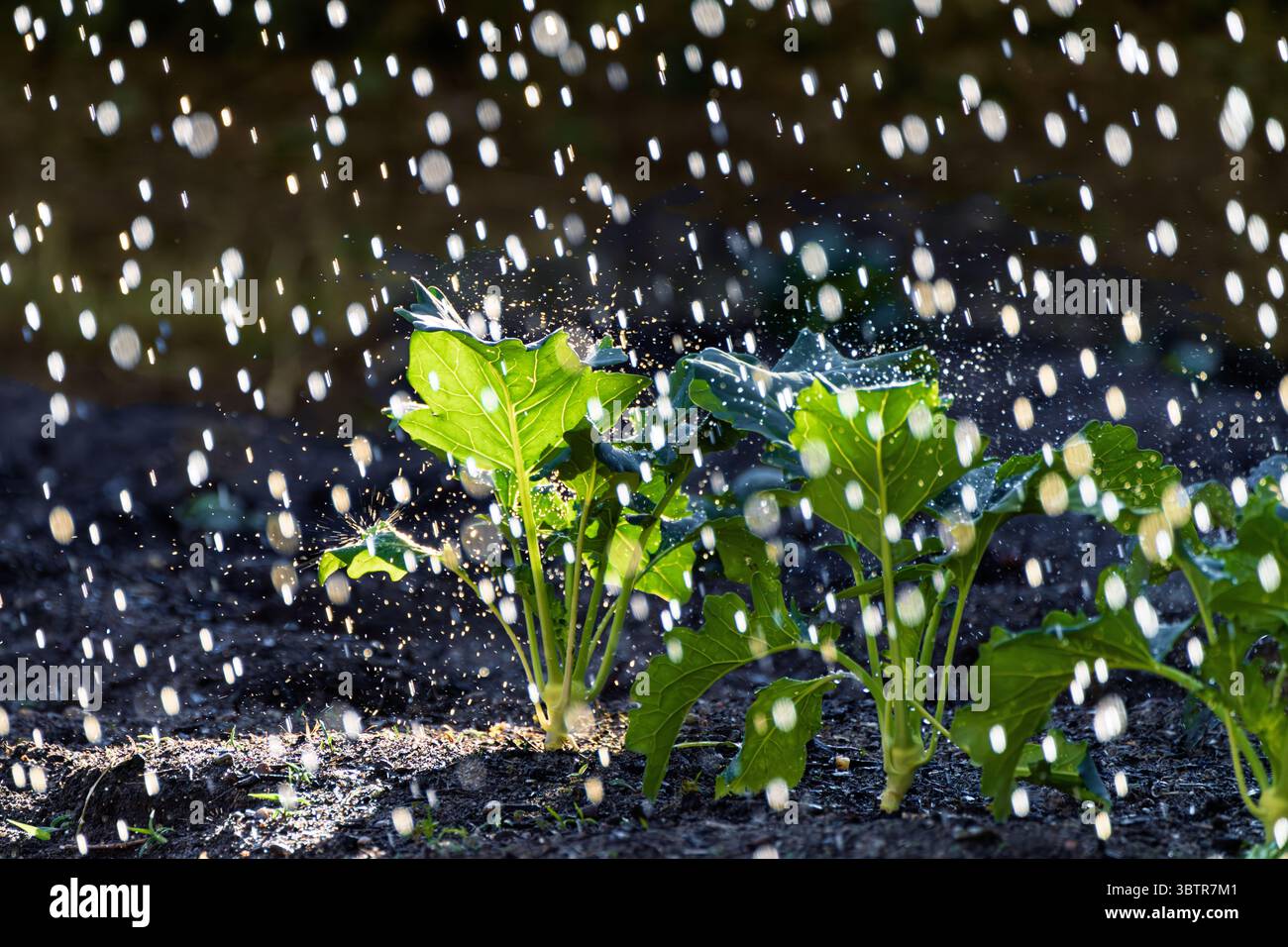 Üppig grüne Pflanzen werden sorgfältig gegossen, um das Wesen des Wachstums in der Natur auf wunderbare Weise zu erfassen Stockfoto