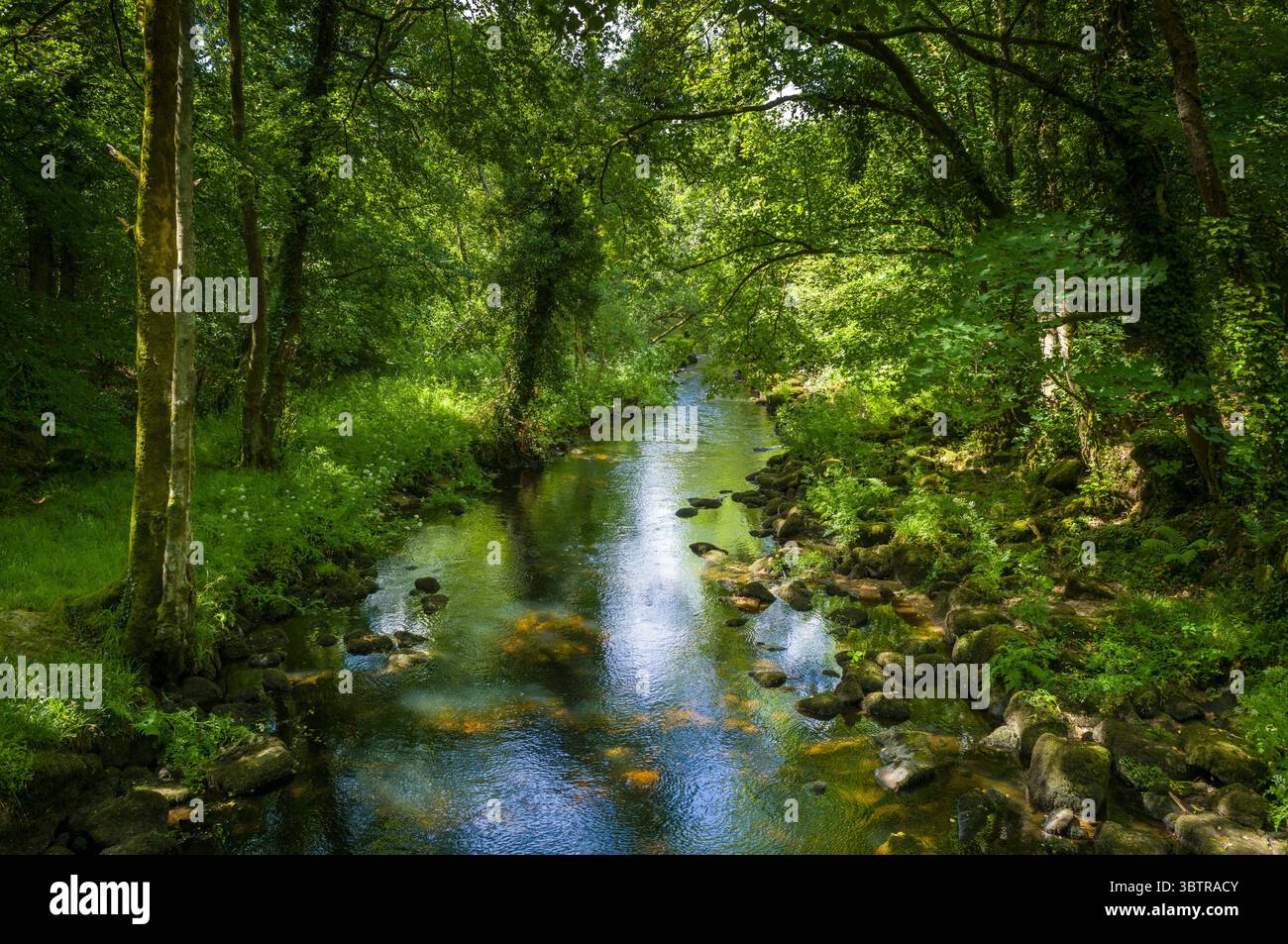 Friedliche Landschaft des Flusses Teign, umgeben von Bäumen, die ein Baldachin in der Nähe von Chagford in Dartmoor, Devon, Großbritannien bilden Stockfoto