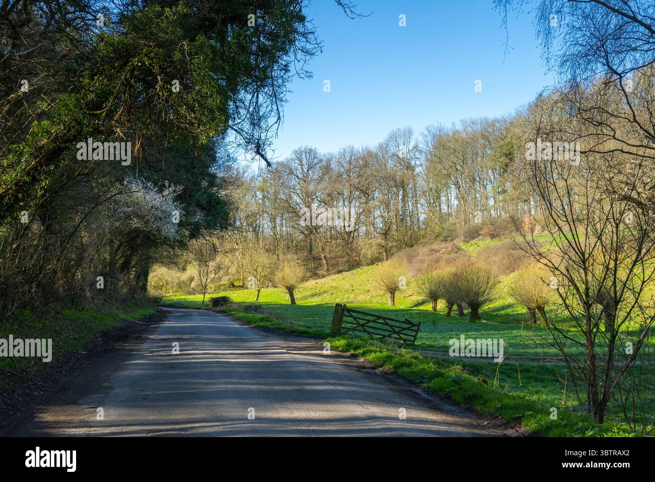 Leere, ruhige Landstraße an einem sonnigen Tag entlang eines Baches mit Weidenbäumen, Swinbrook, die Cotswolds, Oxfordshire, Großbritannien Stockfoto