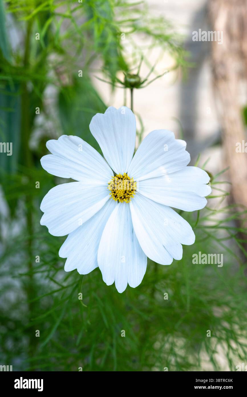 COSMOS White, Cosmos bipinnatus, eine halbfeste, jährlich krautige blühende Pflanze, die in einem Garten in England wächst Stockfoto