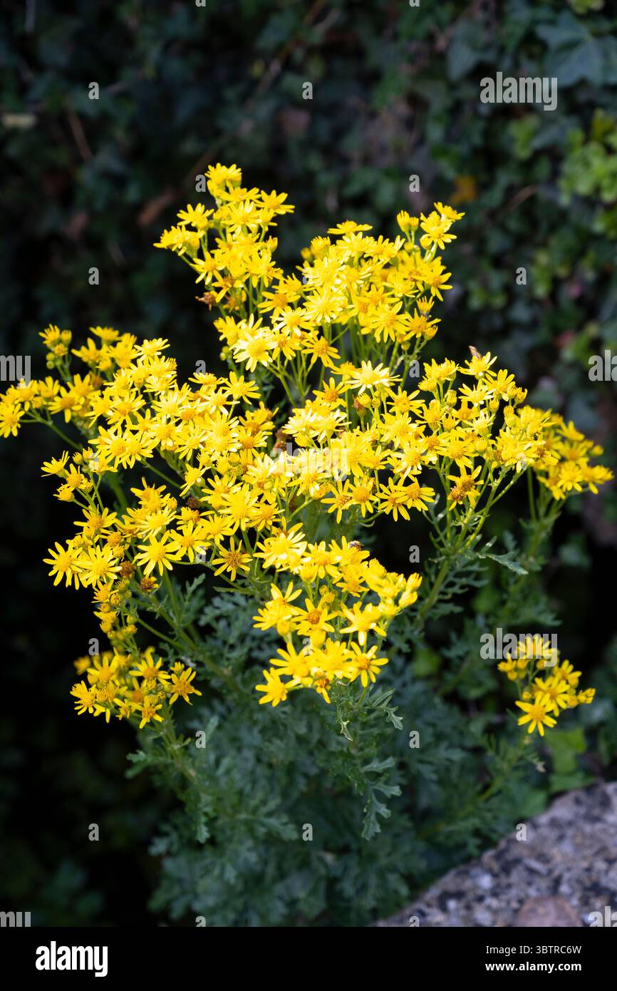 Gemeine Ragkraut, Jacobaea vulgaris, eine giftige einheimische Pflanze, die in England wächst Stockfoto