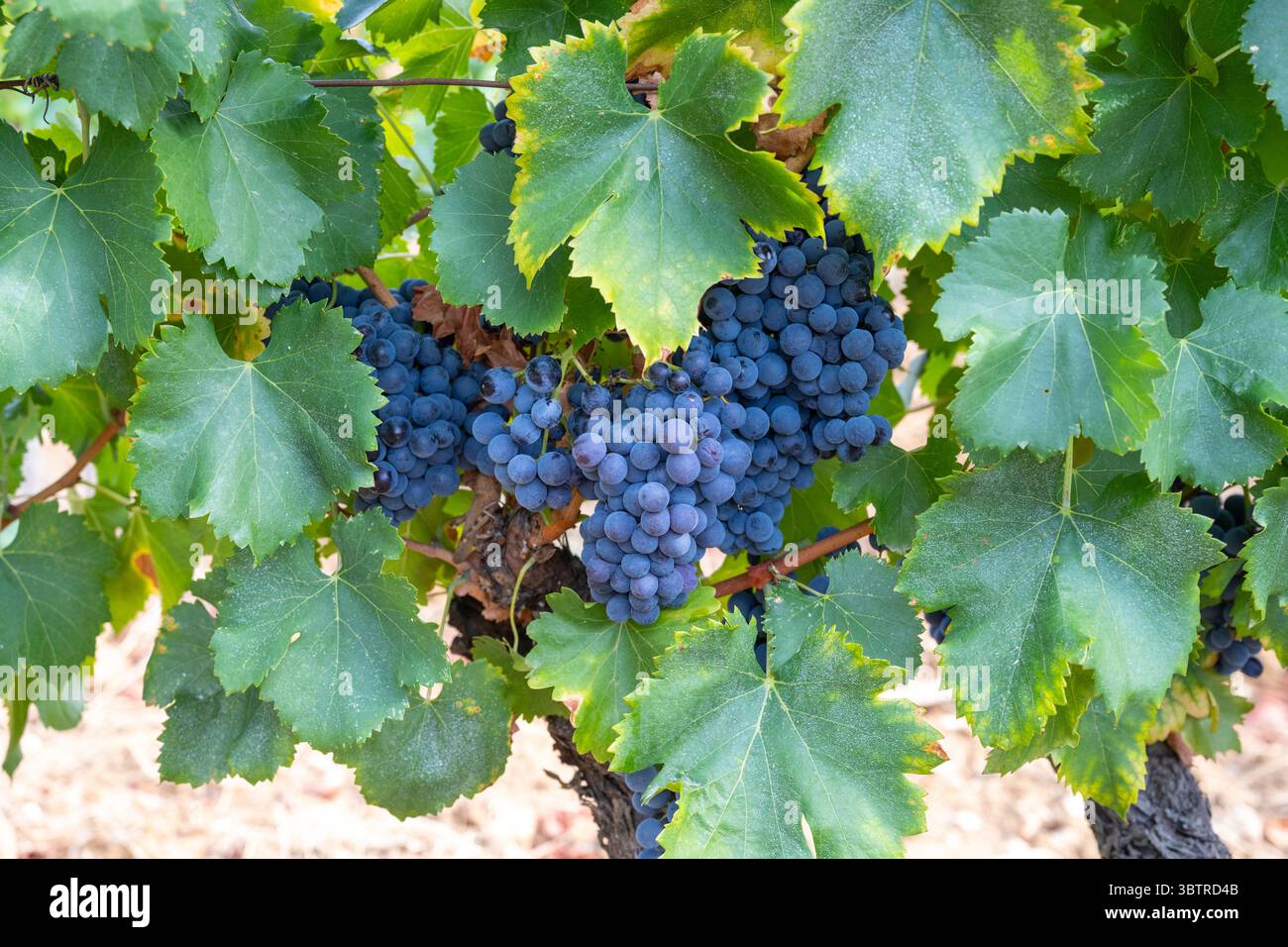 Grenage-Rotweintrauben, die auf Reifen Rebstöcken in Domaine des Bosquets im südlichen Rh'ne Valley in Südostfrankreich angebaut werden Stockfoto