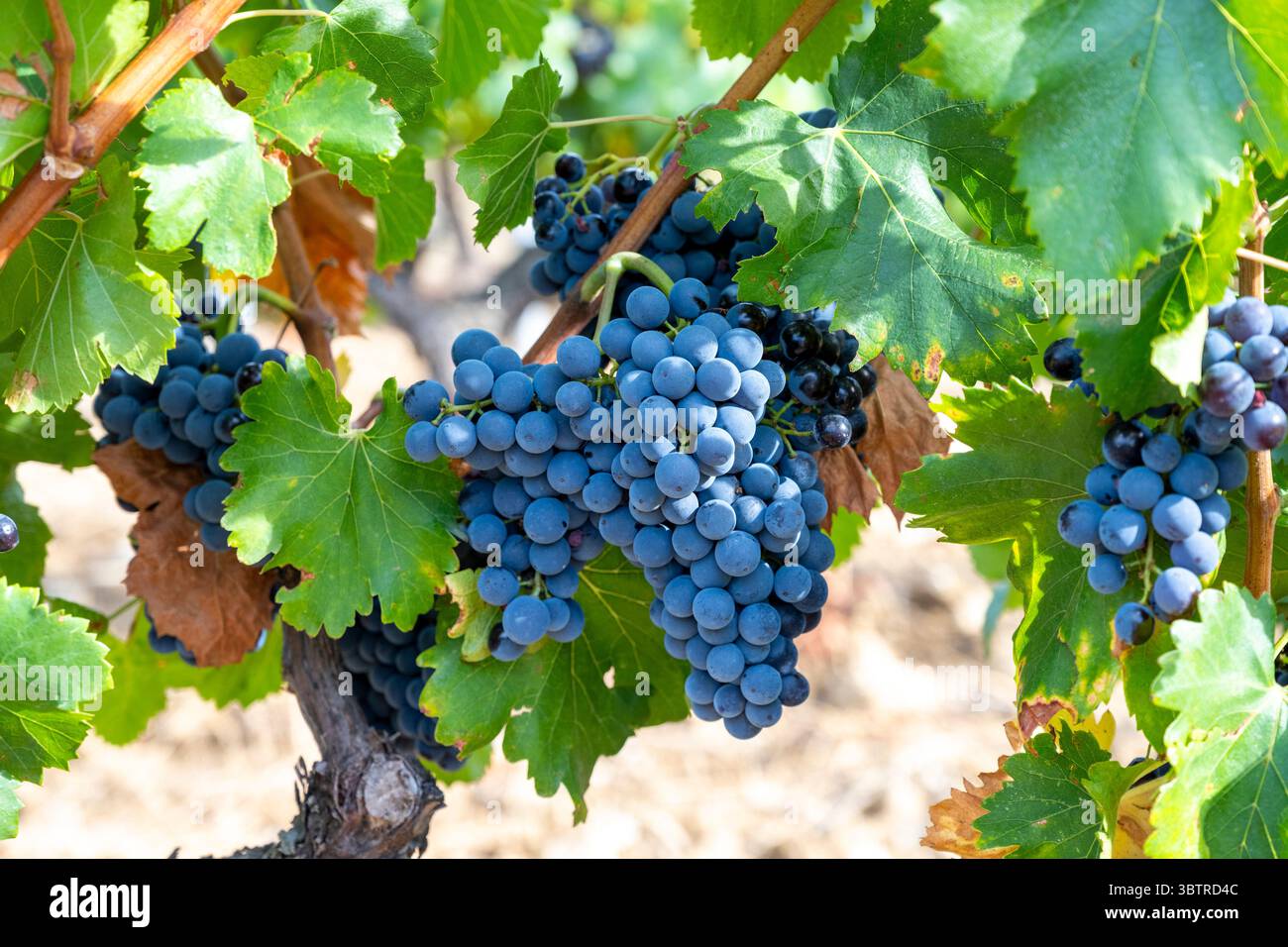 Grenage-Rotweintrauben, die auf Reifen Rebstöcken in Domaine des Bosquets im südlichen Rh'ne Valley in Südostfrankreich angebaut werden Stockfoto