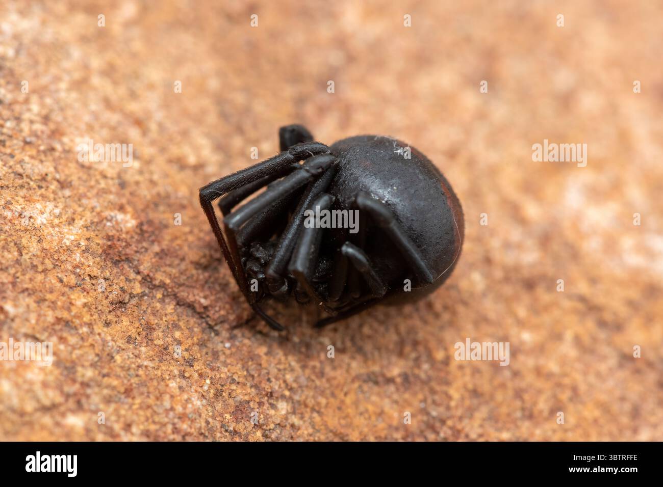 Eine giftige Inland Black Button Spinne (Latrodectus renivulvatus), die Tod in der Wildnis vortäuscht, KwaZulu-Natal, Südafrika Stockfoto