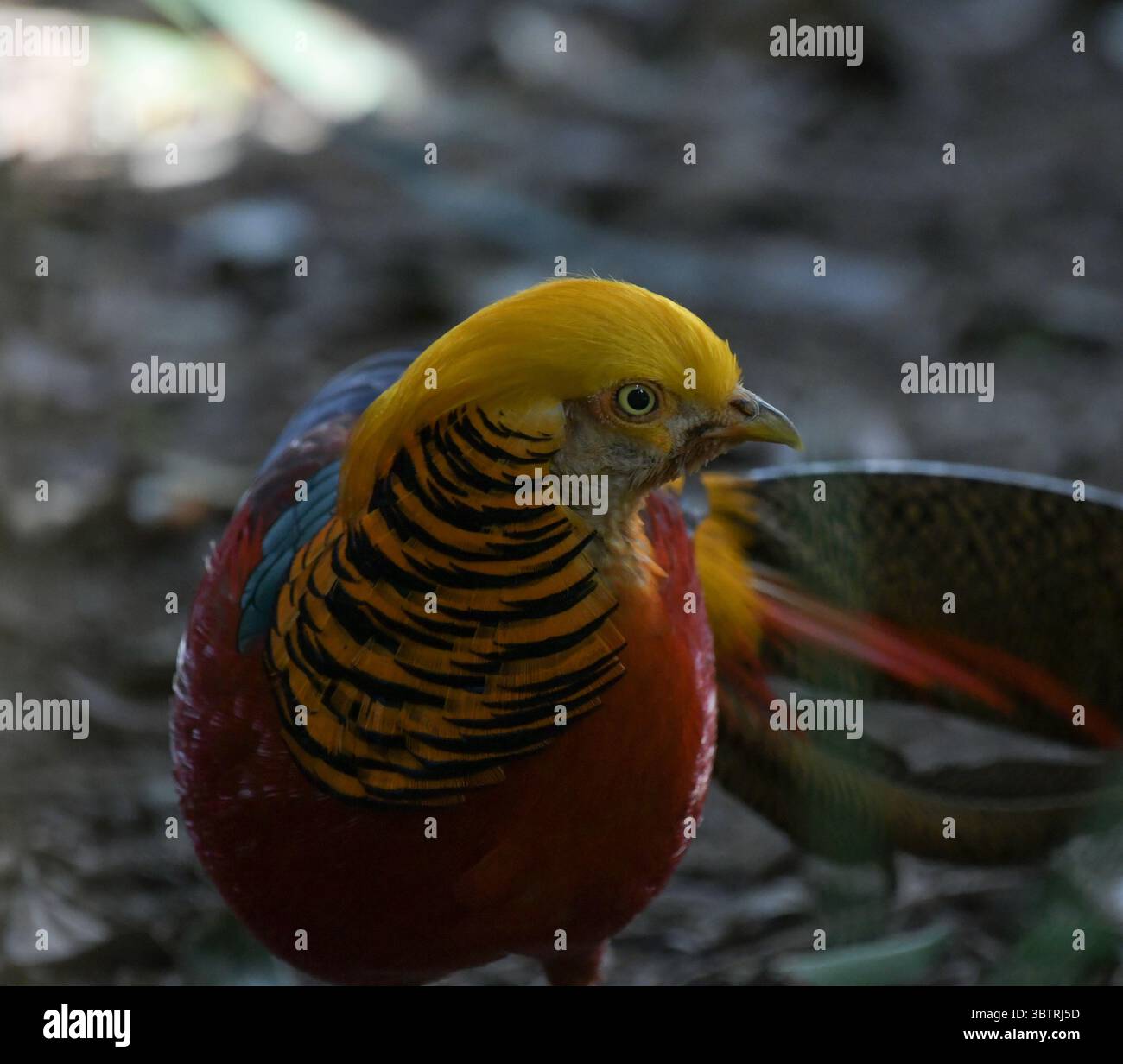 Porträt eines Goldenen Fasans oder eines chinesischen Fasans oder eines Regenbogenfasans im Vogelgarten johannesburg Stockfoto