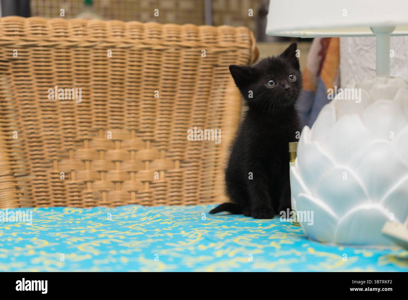 Ein kleines schwarzes Kätzchen sitzt auf einem gemusterten Tuch und blickt auf eine blumenförmige weiße Lampe – eine gemütliche Indoor-Szene voller Katzenneugier. Stockfoto Ein kleines schwarzes Kätzchen sitzt auf einem gemusterten Tuch und blickt auf eine blumenförmige weiße Lampe – eine gemütliche Indoor-Szene voller Katzenneugier. Stockfoto