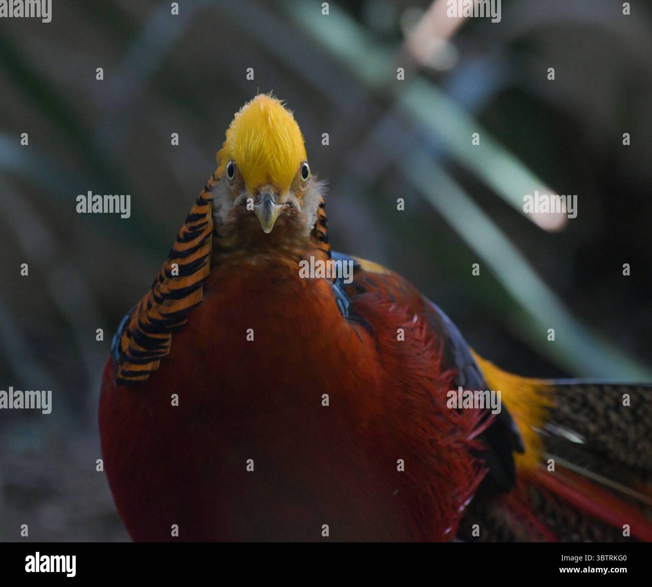 Porträt eines Goldenen Fasans oder eines chinesischen Fasans oder eines Regenbogenfasans im Vogelgarten johannesburg Stockfoto