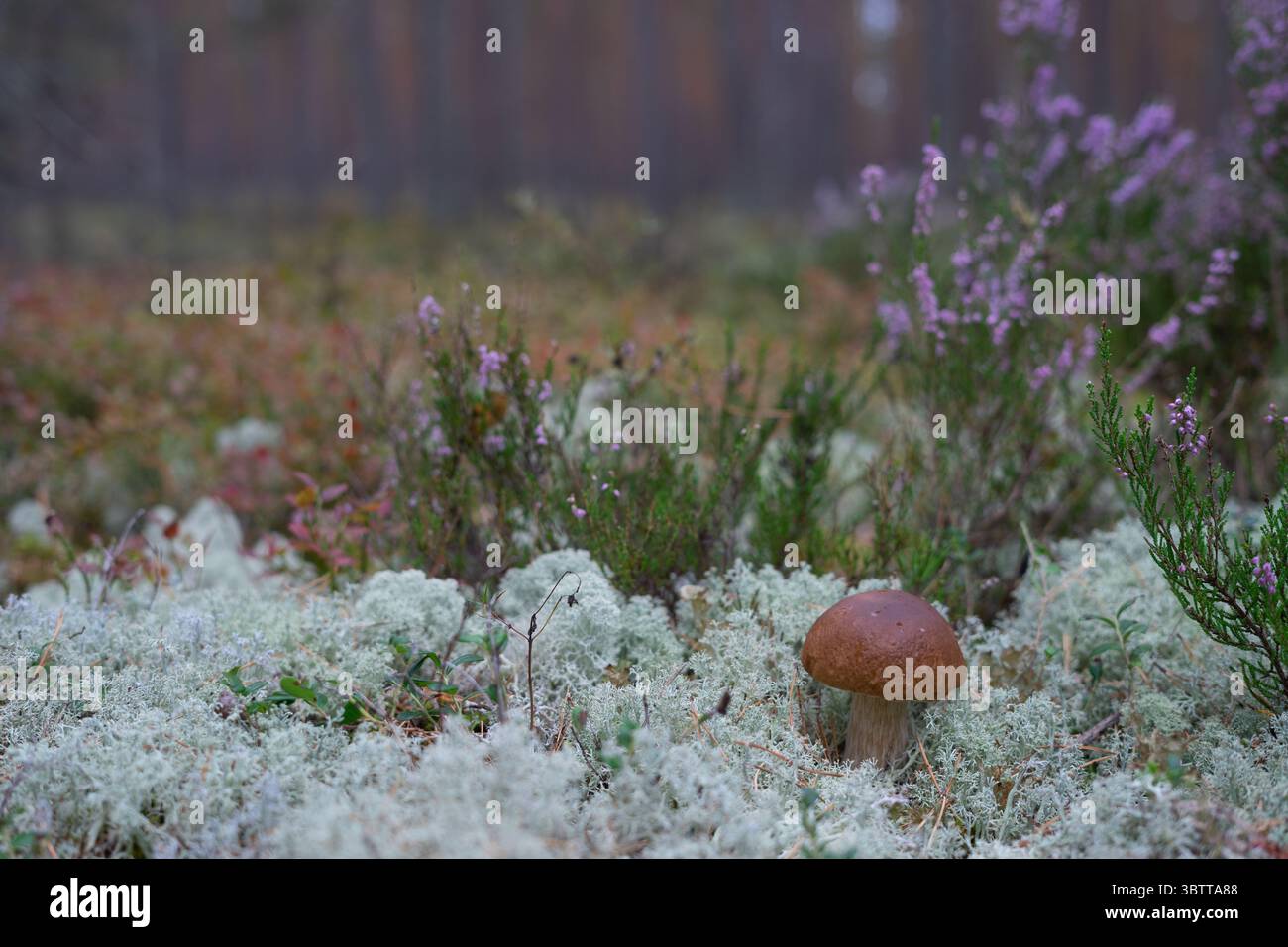 Ein brauner Pilz steht zwischen weißem Moos und Waldpflanzen in sanftem natürlichem Licht – ein ruhiger Moment von Estlands Waldunterholz Stockfoto