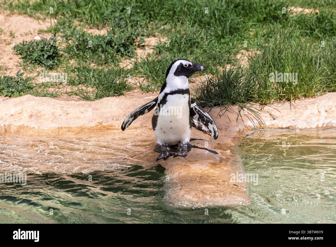 Safari Ramat-Gan Israel, 3. Juli 2025 - Afrikanischer Pinguin am Rande eines Pools Stockfoto