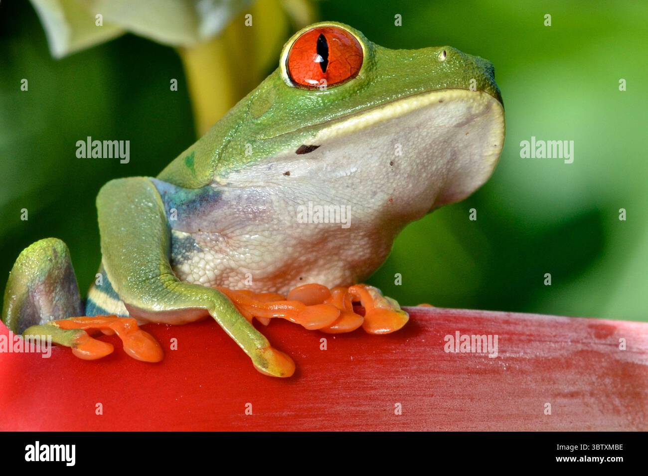 26. Februar 2015, Nationalpark Tortuguero, Provinz Limon, Costa Rica: Rotaugenblattschrösch (Foto: © Kike Calvo ZUMA Wire) Stockfoto