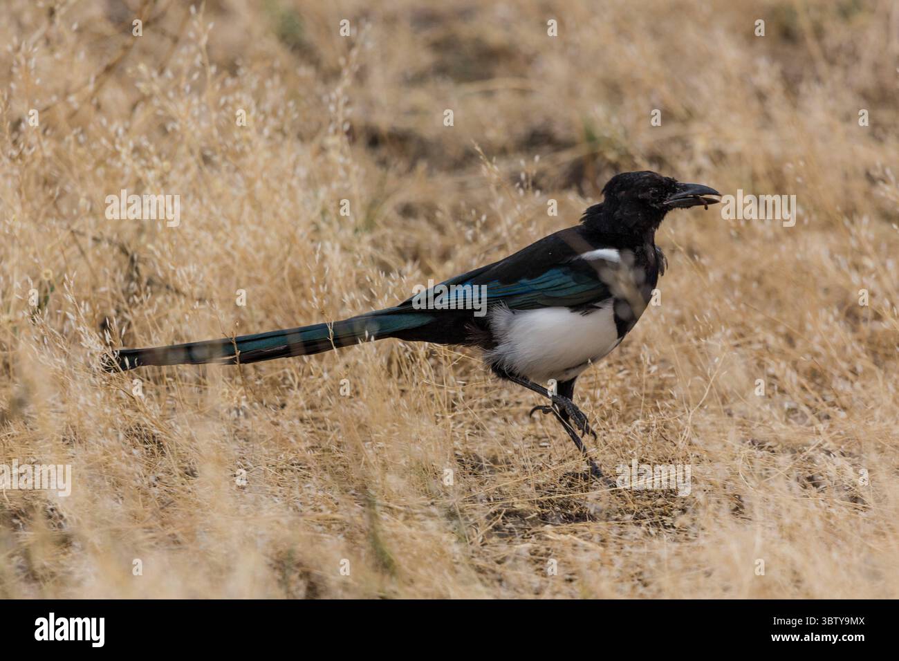 19. September 2020, Wyoming, Vereinigte Staaten: Eine schwarze Magpie oder amerikanische Magpie, Pica hudsonia, fängt einen Wurm im Gras des Grand Teton National Park in Wyoming, USA. (Kreditbild: © Jon G. Fuller/VW Pics via ZUMA Wire) Stockfoto