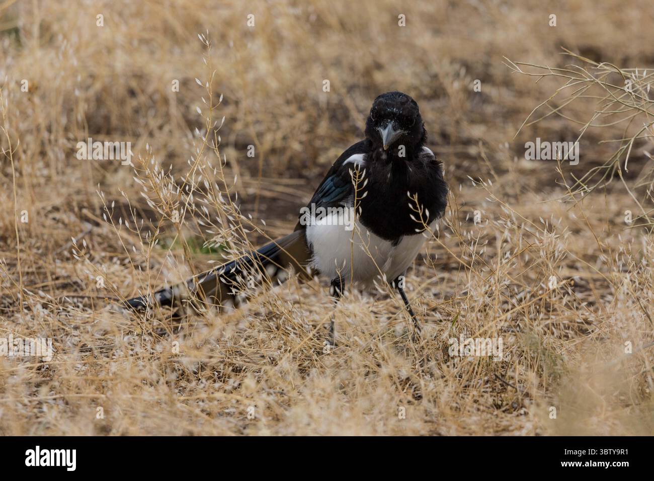 19. September 2020, Wyoming, Vereinigte Staaten: Eine Schwarzschnabelelelmagge oder amerikanische Magpie, Pica hudsonia, sucht im Gras nach Insekten im Grand Teton National Park in Wyoming, USA. (Kreditbild: © Jon G. Fuller/VW Pics via ZUMA Wire) Stockfoto