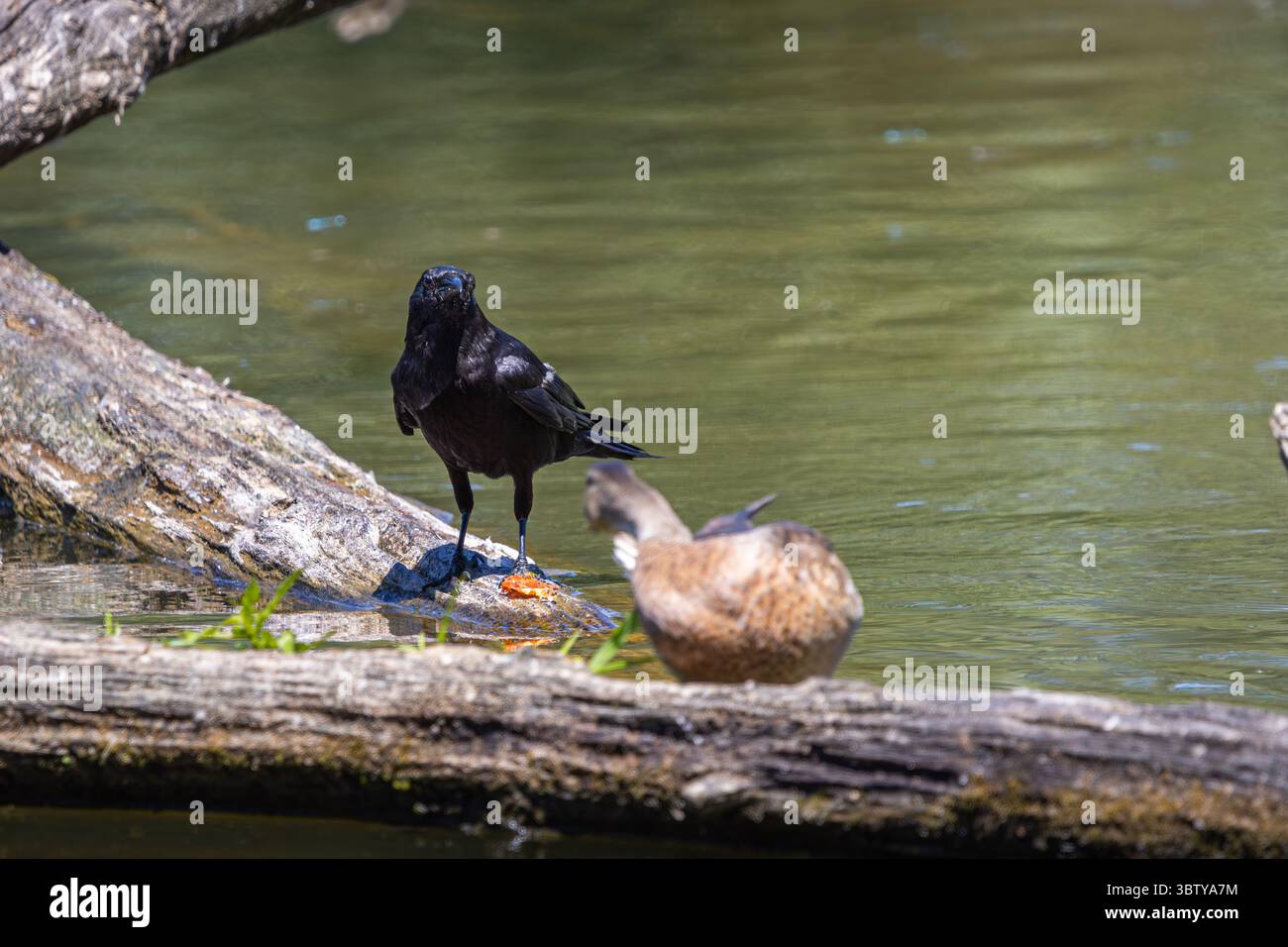Crow and Duck Sharing a Log im Whitaker Ponds Nature Park in Portland, Oregon Stockfoto