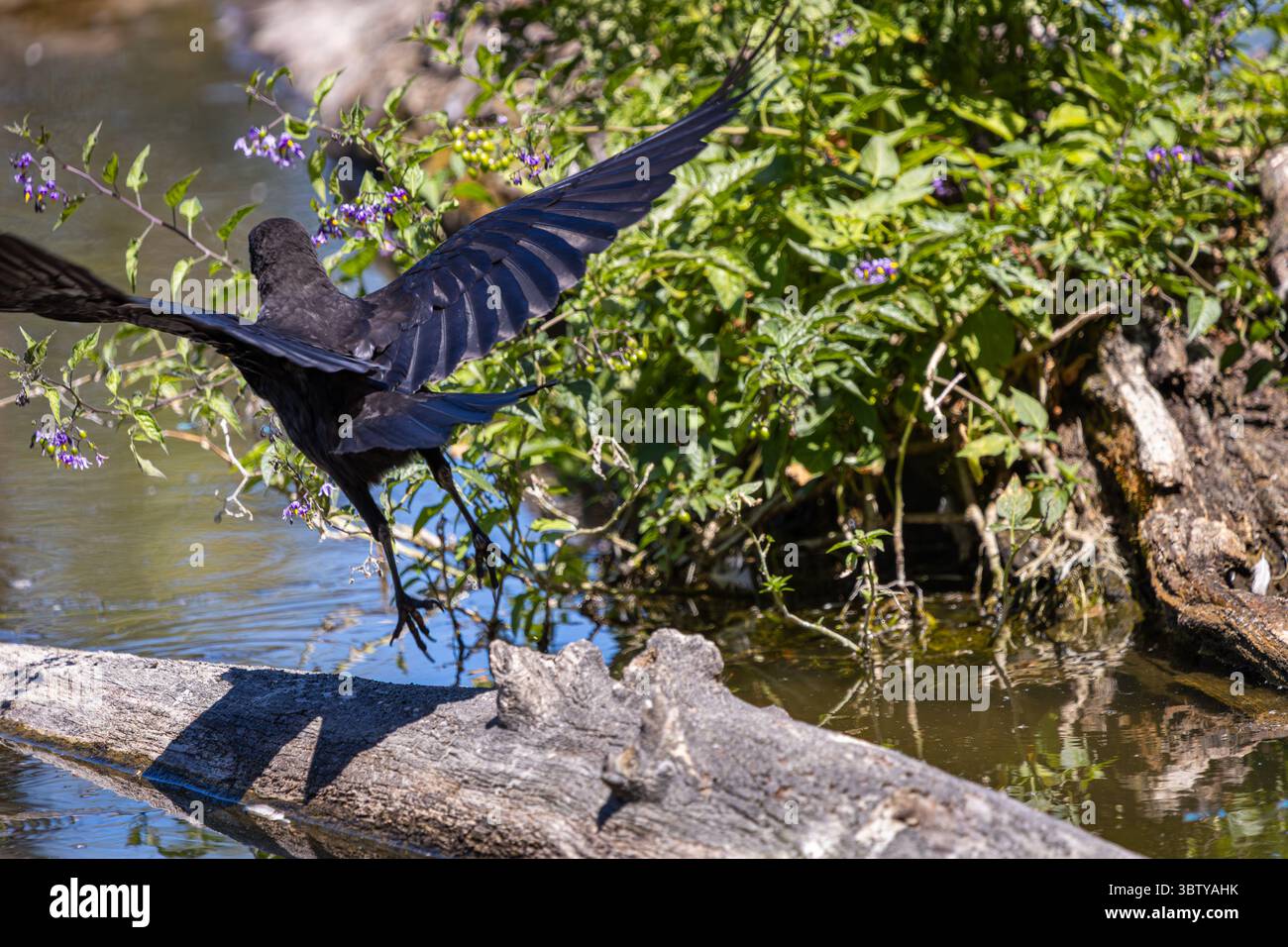 Crow Taking Flight in der Nähe von Wasser und Wildblumen im Whitaker Ponds Nature Park in Portland, Oregon Stockfoto