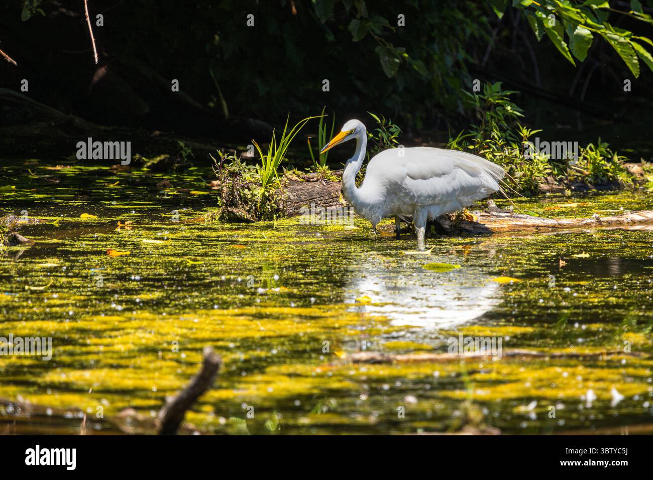 Großer Egret, der im flachen Wasser bei hellem Sonnenlicht steht Stockfoto