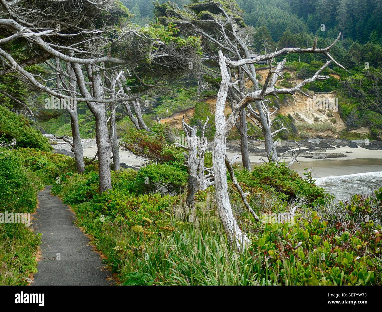 YACHATS, OREGON - 24. Juni 2025 - ein kurviger asphaltierter Pfad schlängelt sich durch windgeformte Bäume und offenbart eine weite Sandküste am Cape Perpetua Scen Stockfoto