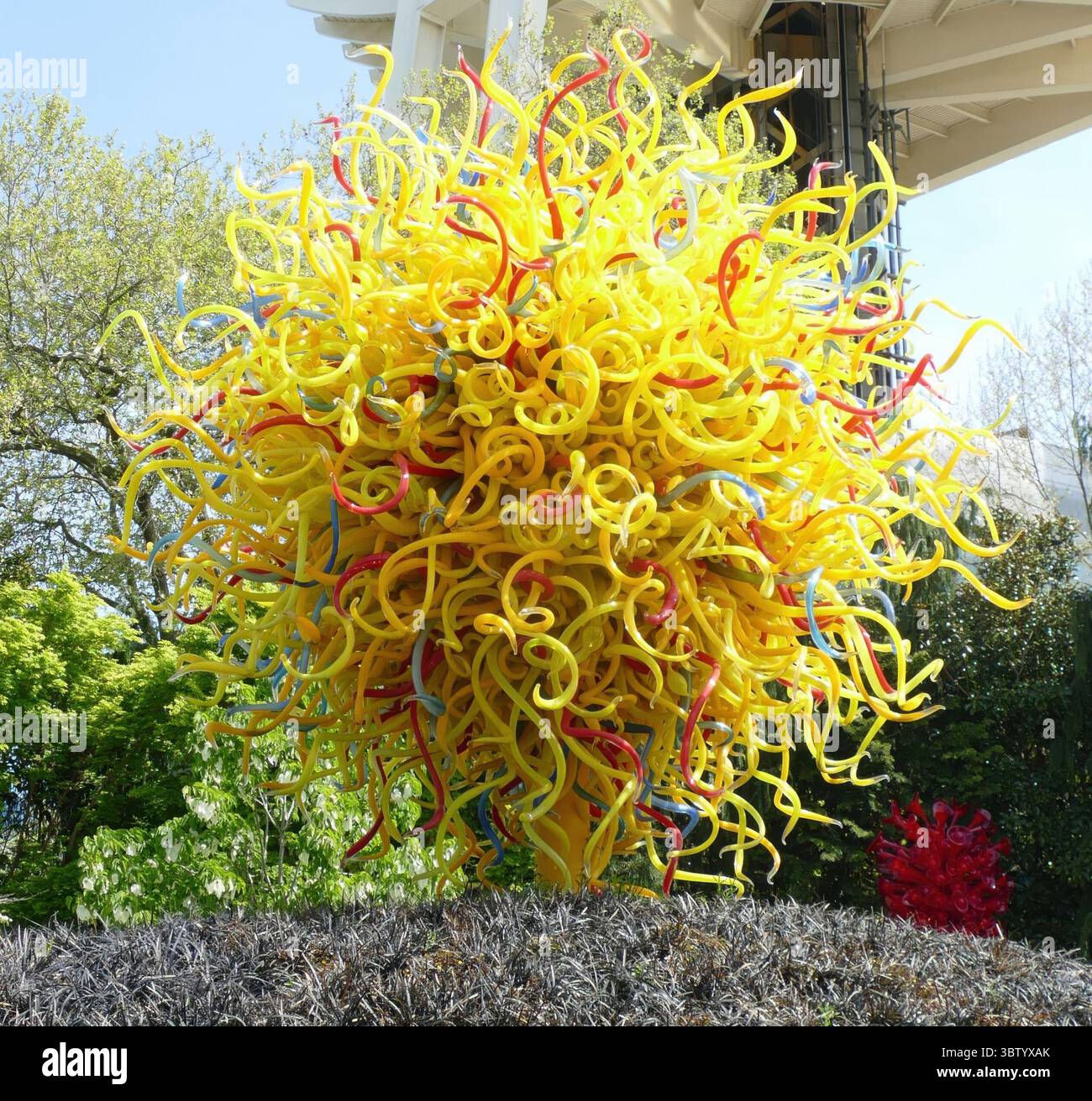 SEATTLE – 25. APR 2025 – gelbe und rote Glasskulptur, die aus einem dunklen Sträucher mit der Space Needle im Hintergrund im Seattle Center, Seattle, W, aufsteigt Stockfoto
