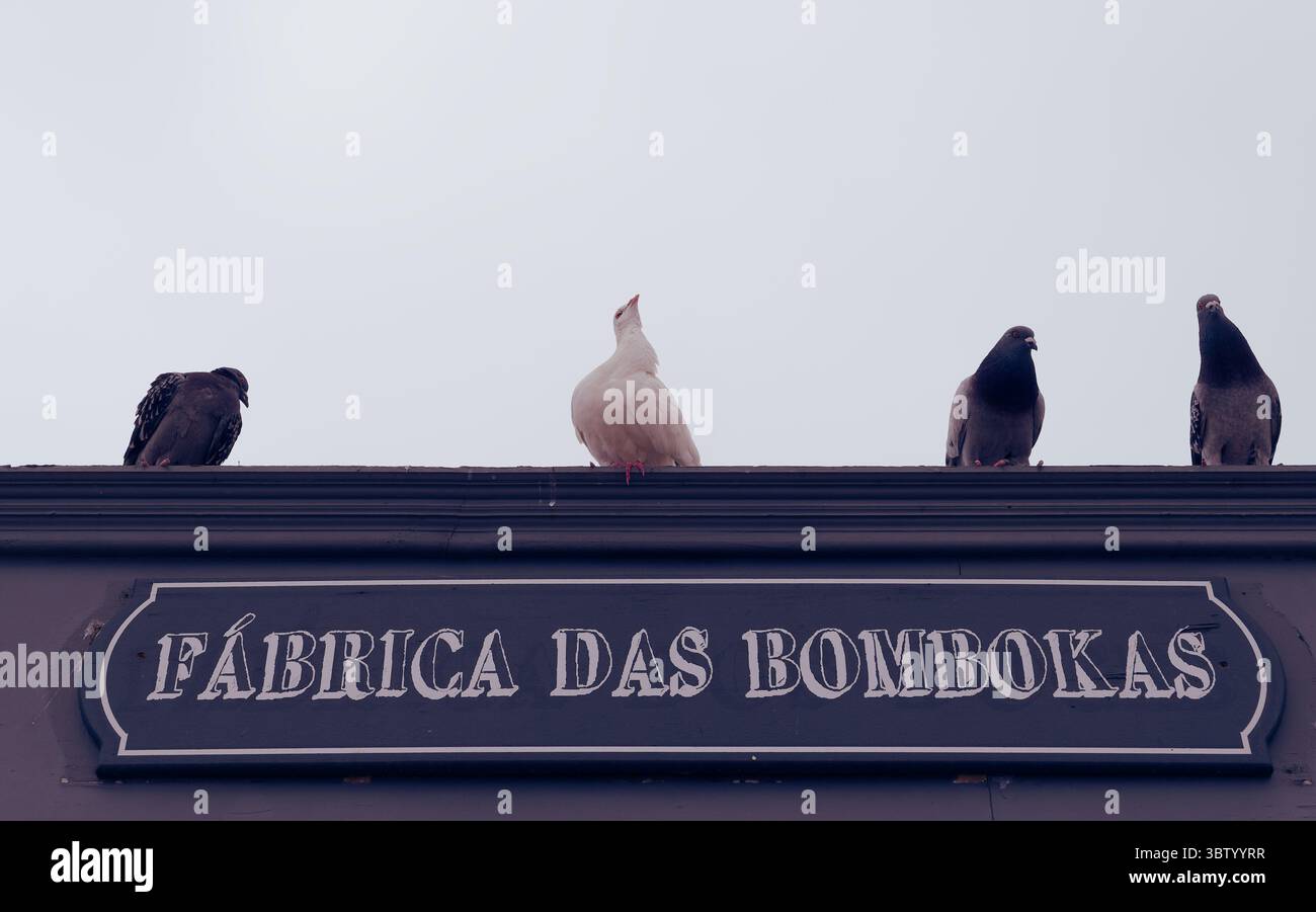 Die weiße Taube hebt sich unter ihren dunkleren Begleitern auf dem Imbissstand „Fábrica das Bombokas“ hervor Stockfoto